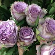 Троянда чайно-гібридна Дольчетто в контейнері